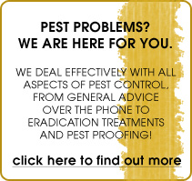 Pest control, wasp control, wasp nest(s) removal in Bournemouth, Southampton, Hampshire and the New Forest.