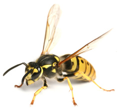 Pest control, wasp control, wasp nest(s) removal in Bournemouth, Southampton, Hampshire and the New Forest.